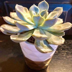 Meet your Posher, Alicia